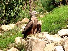 101PARC AUX OISEAUX DANS L AIN 2016 2_000006